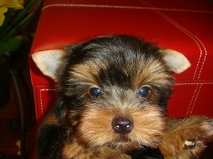 Lovely Male and Female teacup Yorkie Puppies for Adoption