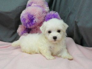 Adorable Male and Female maltese puppies for adoption