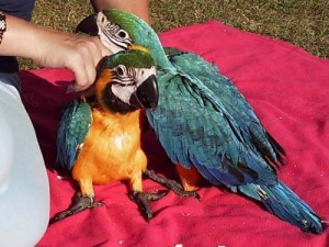 Outstanding Fabulous Blue and Gold macaw parrots