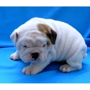 Awesome Male and Female English Bulldog Puppies