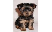 Top Quality Yorkie Puppies.