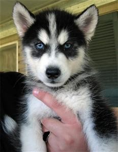 Adorable Siberian Husky puppies looking for any caring and loving family