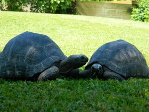 6 pairs Sulcata and Aldabra tortoises for a good home