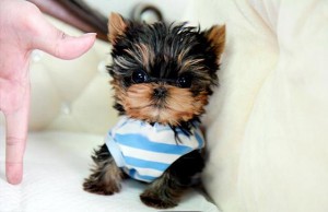 ******Lovely, playful Teacup Yorkie both male and female Yorkie (A K C Registered)****