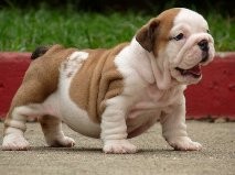 Charming English Bulldog puppies for free adoption