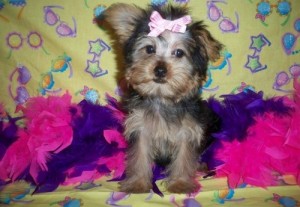 affectionate teacup yorkie puppies