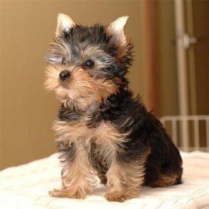 OMG CUTE YORKIE PUPPIES READY FOR ADOPTION