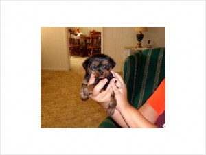 2 *Re-home* Babyface yorkie teacup puppies for new homes(M&amp;F)