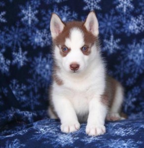 WELCOME MUM AND DAD HUSKY