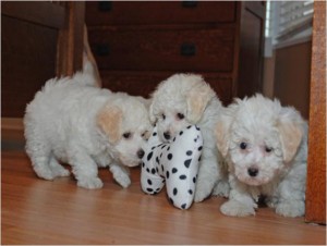 Quality Maltese puppies for good homes