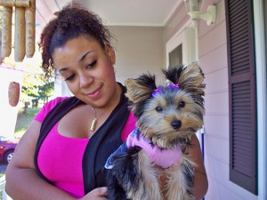 Nice T-Cup Yorkie puppies ready for a new home