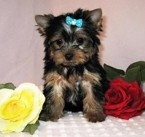 100% cute yorkie puppies ready to go home