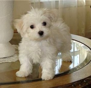 cute and adorable Maltese puppies