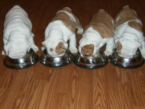 English bull puppies