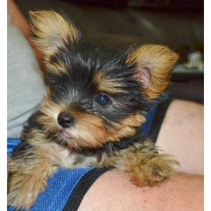 we have 2 gorgeous Yorkie puppies remaining for aduption, Male and Female. They come with full AKC Registration. They are ready