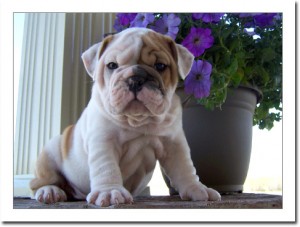 Marvelous english bulldog puppies.