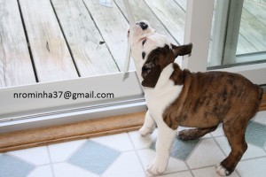 Akc English Bulldog puppies, 2males, 1female available.