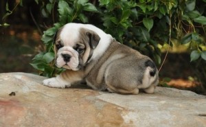 Cute English Bulldog puppies for new homes.