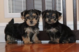 Lovely looking outstanding teacup Yorkie puppies