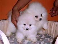 Perfect  female Pomeranian puppies for adoption