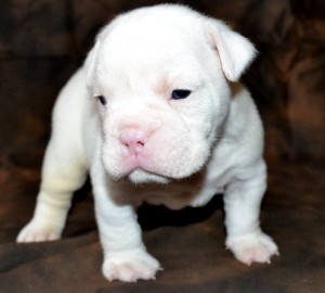 Adorable Registered English Bulldog Puppies