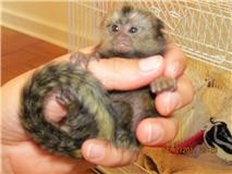 cute marmoset monkeys for adoption