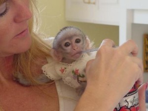 Super Cute home pet Capuchin monkey for Adoption