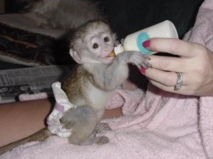 Capuchin Monkey for rehome 