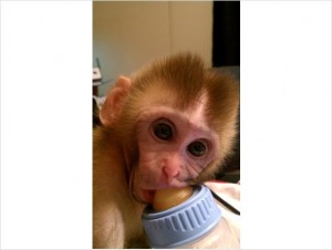 Cute baby Marmoset and Capuchin Monkeys For Free Adoption 