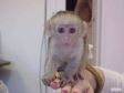 Amazing Capuchin Monkey