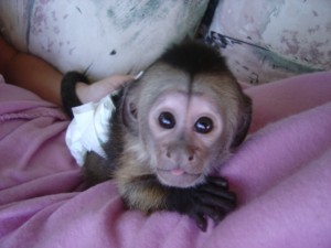 cute capuchin monkeys for adoption