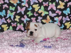 Trained English Bulldog puppies now available.