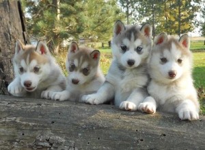 Beautiful blue eyes Siberian husky puppies for sale.