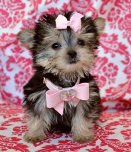 Micro Teacup size Yorkie Puppies Ready