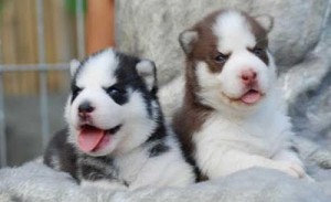 AKC registred Siberian Husky Puppies .