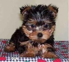 Fantastic and Charming Male and Female YORKIE puppies for adoption