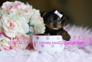 Top Quality Male and Female Teacup Yorkie Puppies