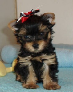 CUTE AND ADORABLE TEACUP YORKIE PUPPIES FOR ADOPTION