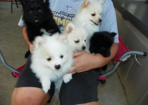 Cute Pomeranian Puppies