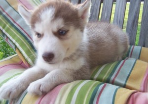 Awesome blue eyes Siberian huskies puppies