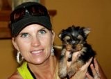 Beautiful AKC Yorkie Puppies, Cuddly AKC Yorkie Puppies