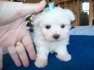 tea cup maltese puppies