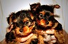 ADORABLE MALE AND FEMALE YORKIE PUPPIES FOR ADOPTION.