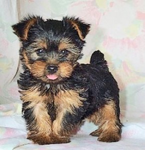 ADORABLE TEACUP YORKIE FOR FREE ADOPTION NOW