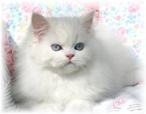 Playful Persian Kittens for a new family