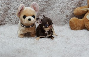 Adorable Amazing ~ Precious Micro Teacup TINY Exclusive Chihuahua Puppies Available!!!