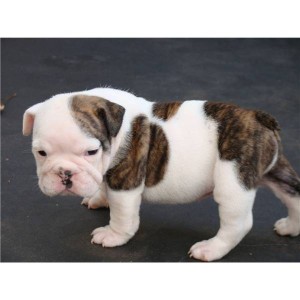 Gorgeous Brindle &amp; White Little English Bulldog puppies for Adoption!