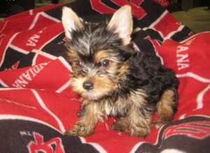 AKC Register Teacup Yorkie Puppies for Your Family