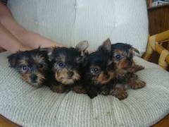 Toy Tea-Cup Yorkie Puppies Available for adoption