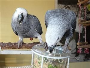 a pair of blue and gold macaw parrots for adoption